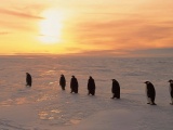 Penguins On Ice Sunrise Snow