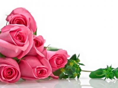 Pink Roses