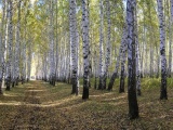 Spring Forest Beautiful Nature Landscapes