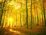 Sunlight In The Autumn Forest