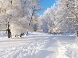 Track Snow Trees Hoar Frost