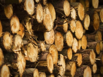 Tree Harvest