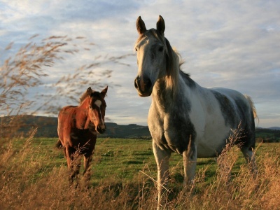 Twoo Horses