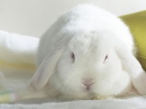 White Bunny