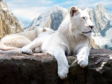 White Lions