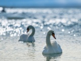 White Swans