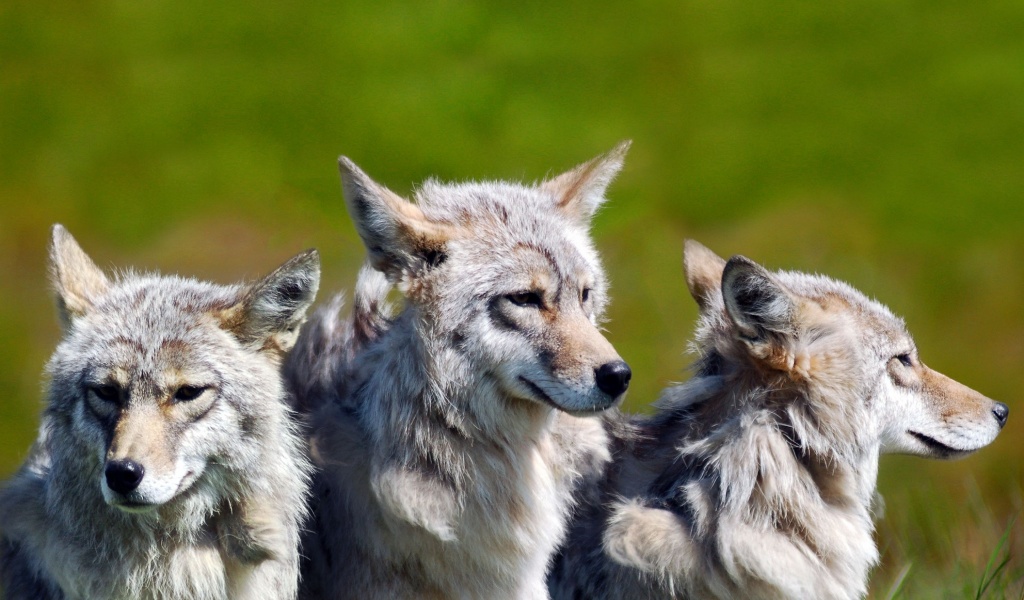 3 Brother Wolves