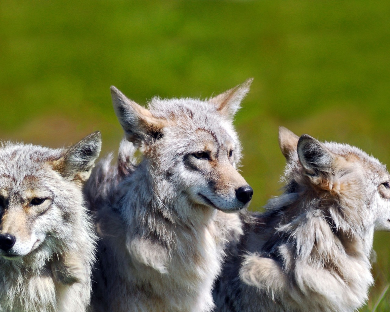 3 Brother Wolves