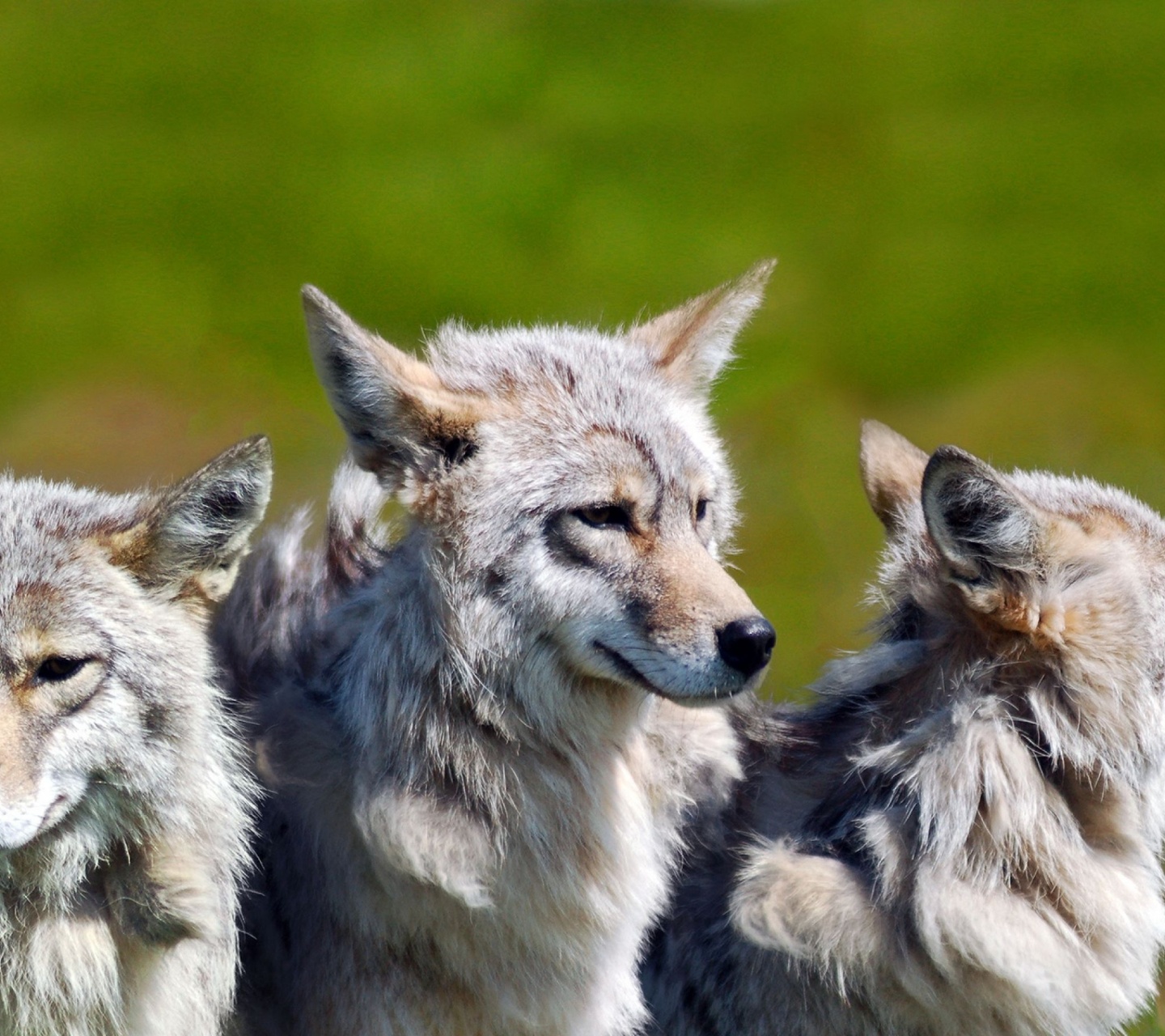 3 Brother Wolves