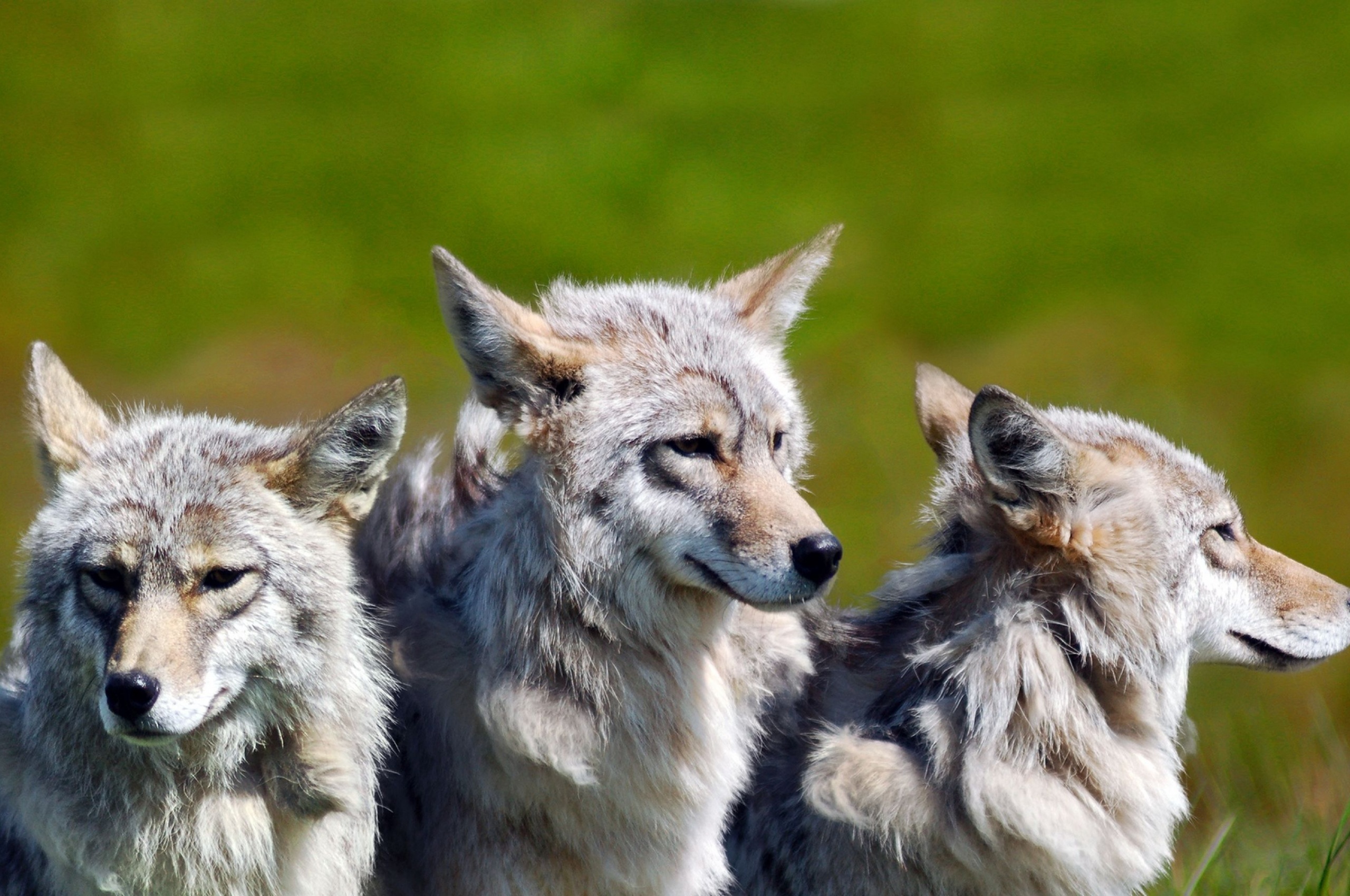 3 Brother Wolves