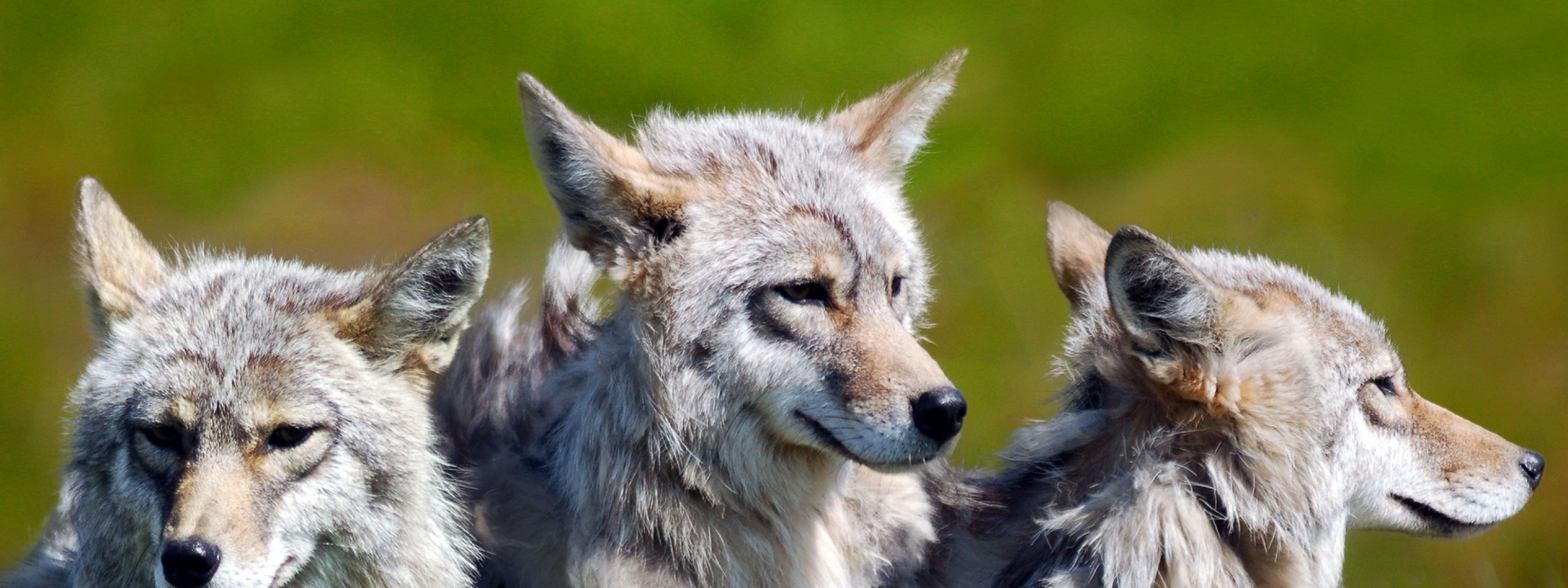 3 Brother Wolves