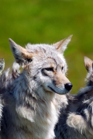 3 Brother Wolves