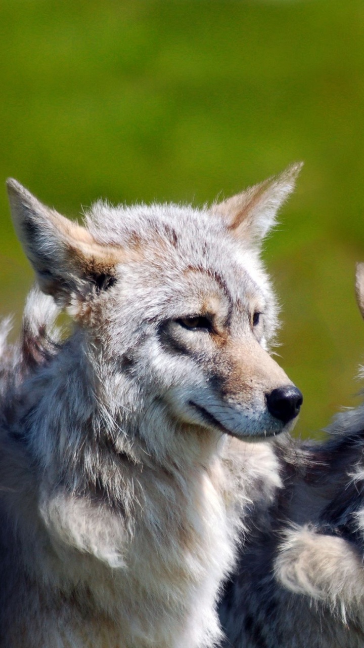 3 Brother Wolves