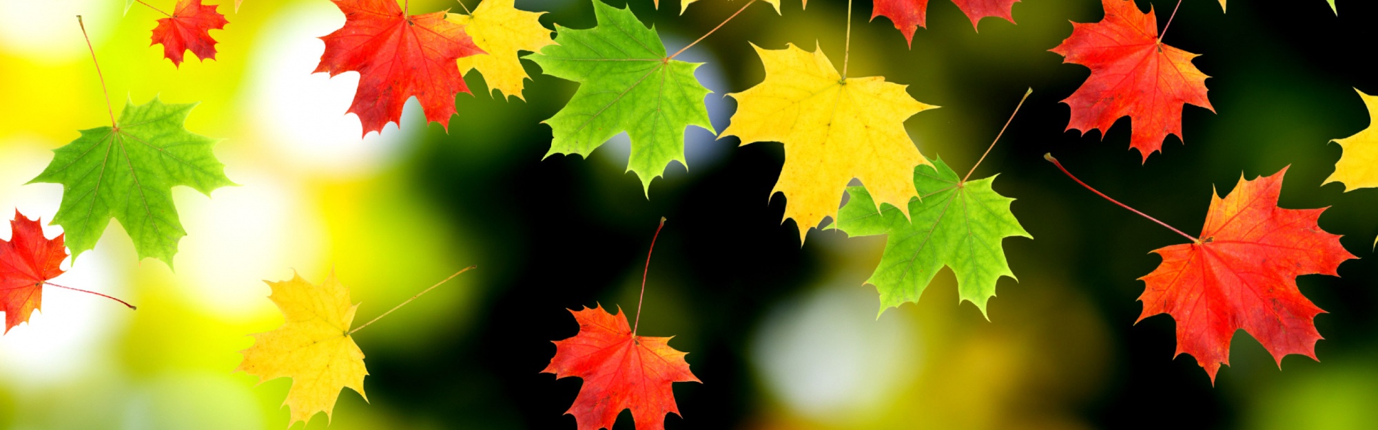 3d Autumn Leaves