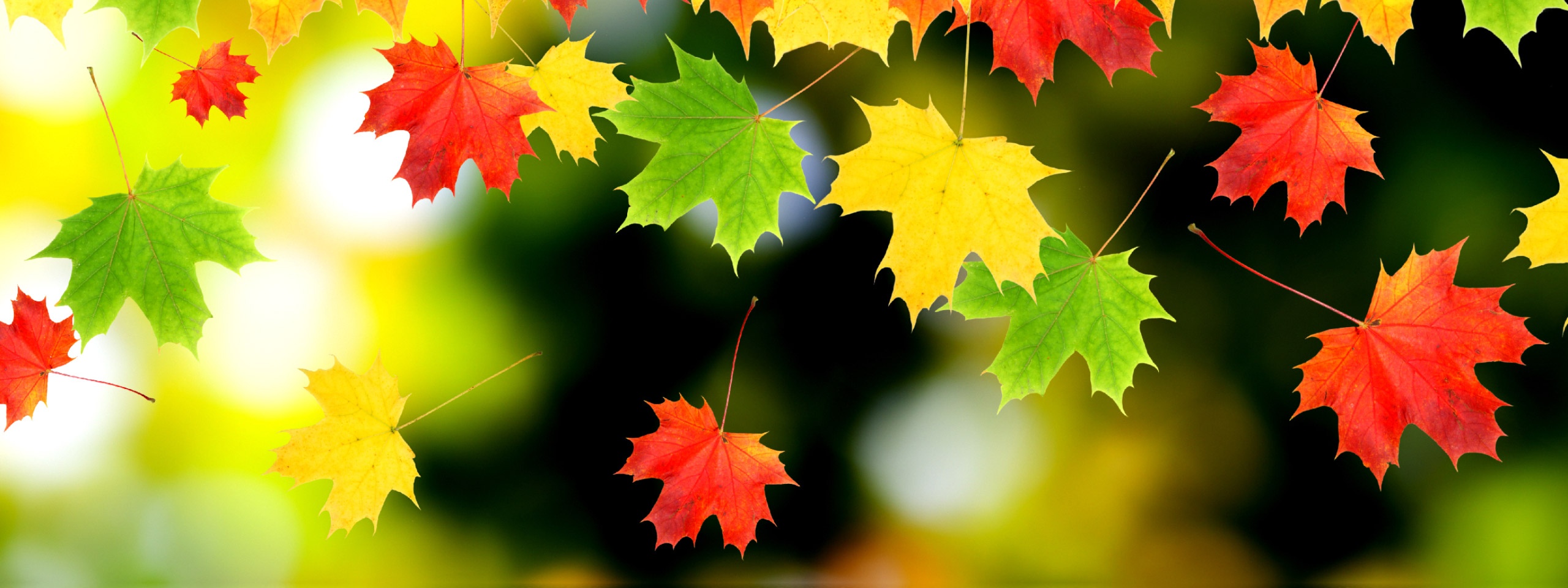 3d Autumn Leaves