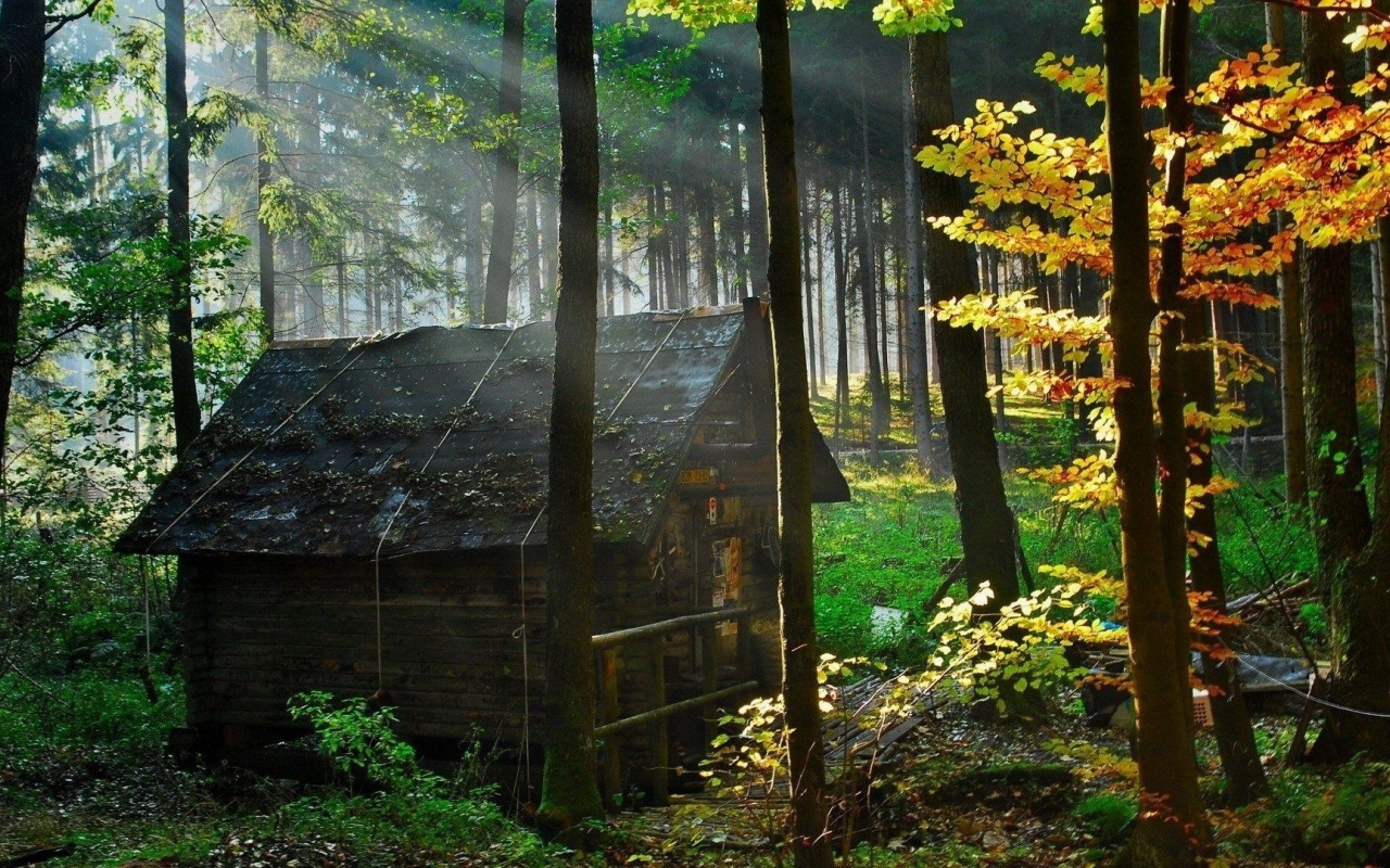 Abandoned Hut Nature Landscapes