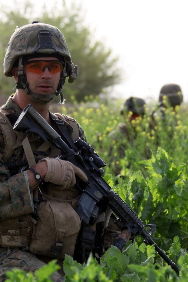 Afghan Poppies Bloom