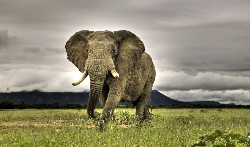 Amazing Elephant