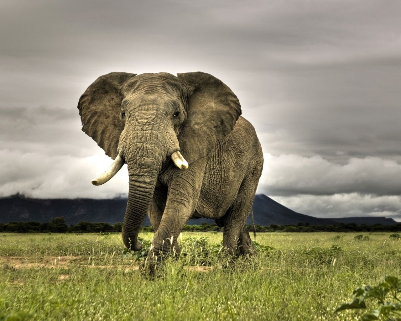 Amazing Elephant