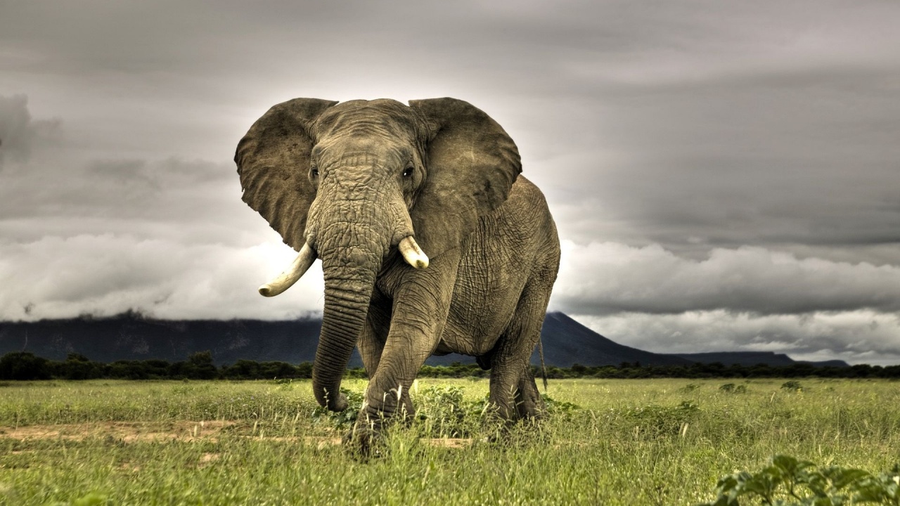 Amazing Elephant