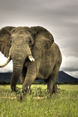 Amazing Elephant