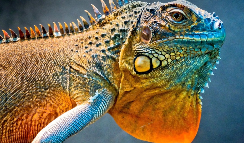 Amazing Iguana1