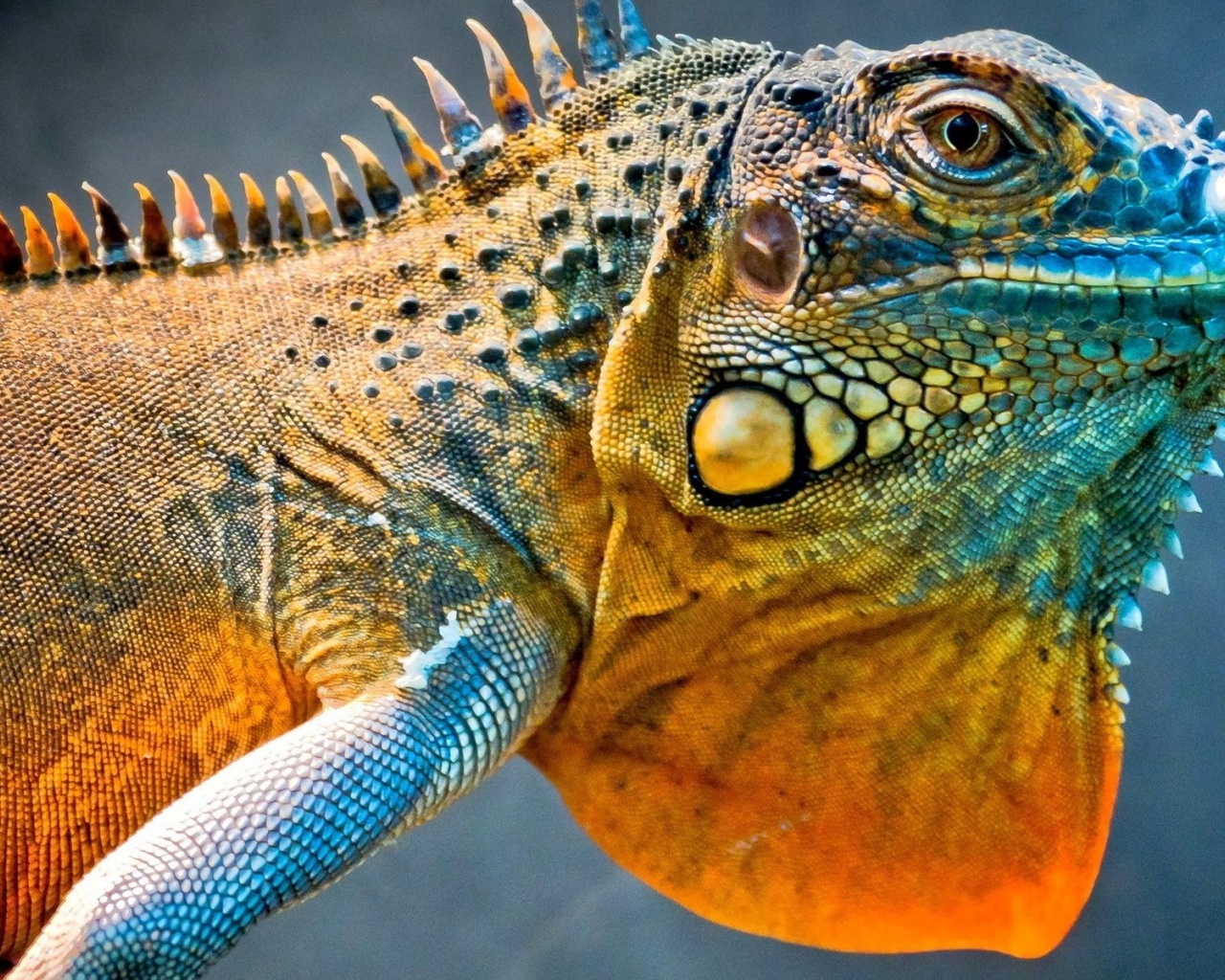 Amazing Iguana1