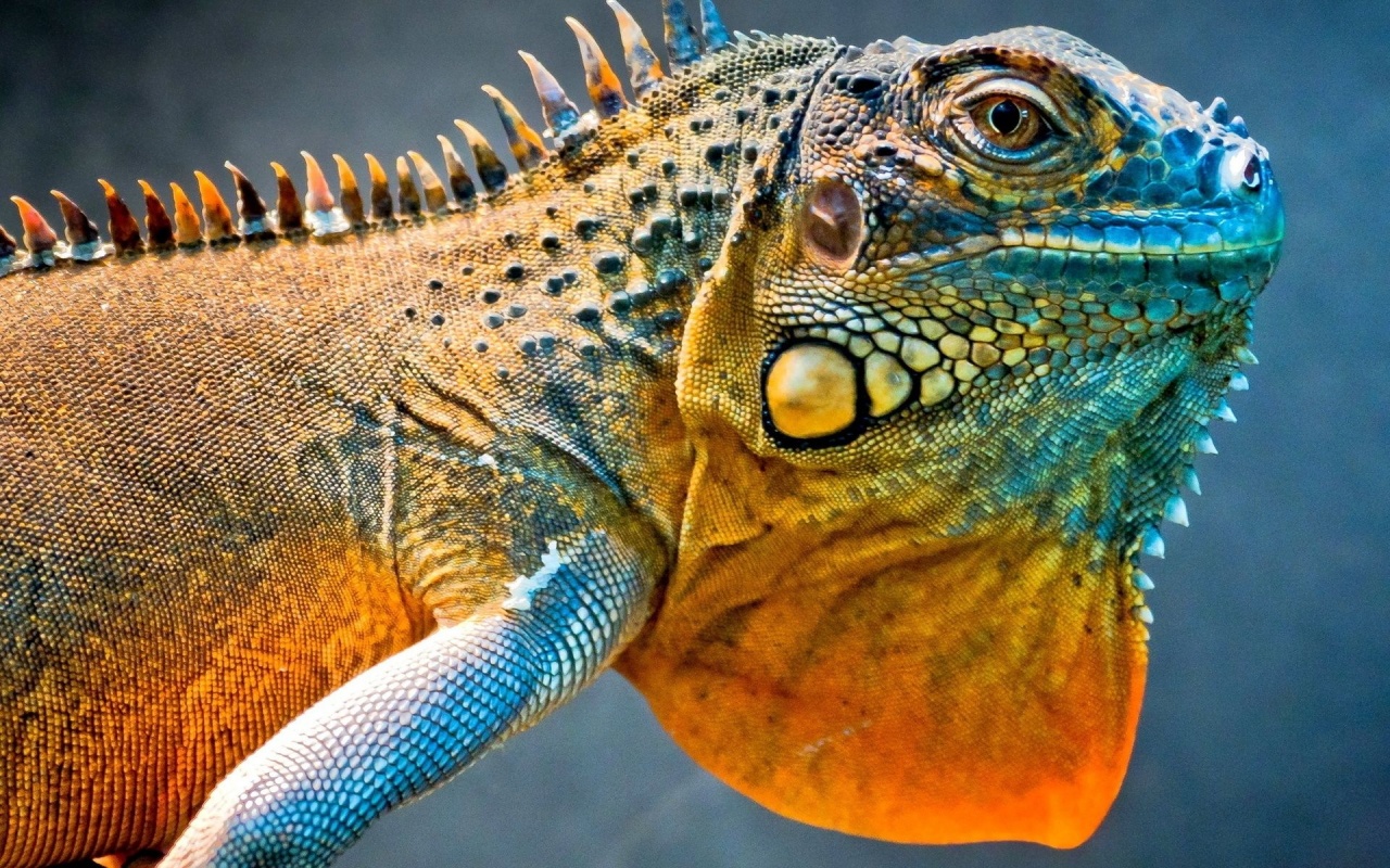 Amazing Iguana1