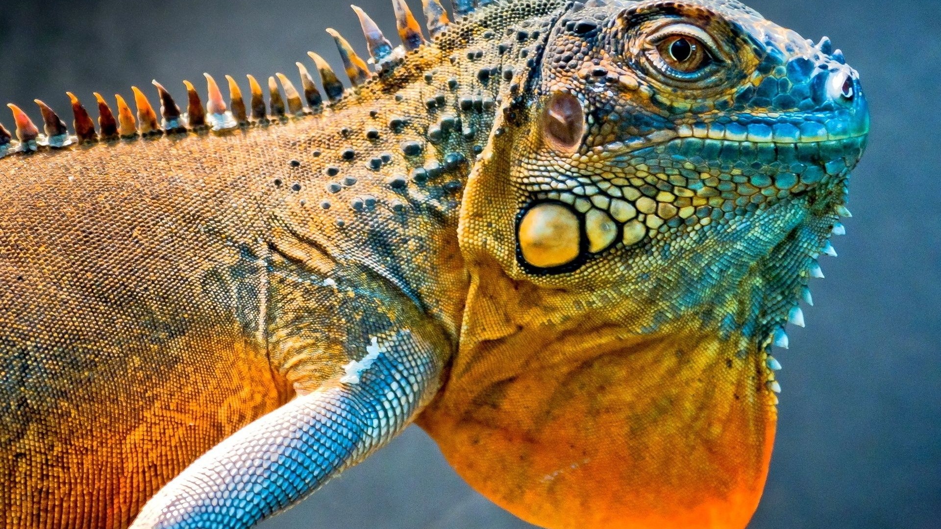 Amazing Iguana1