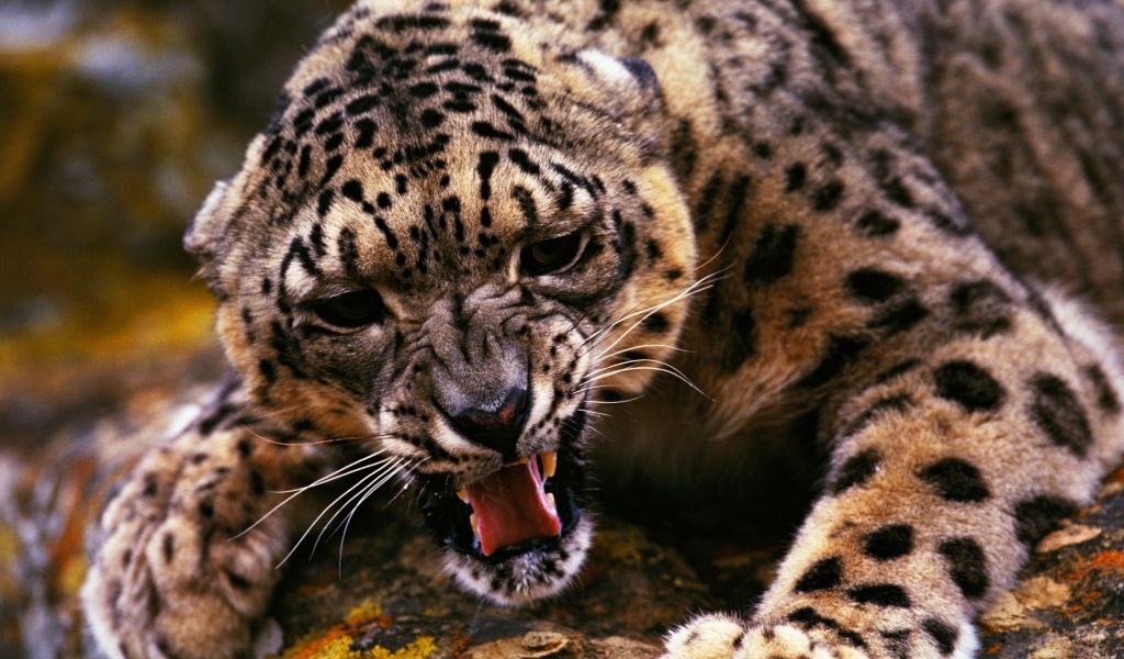 Angry Snow Leopard