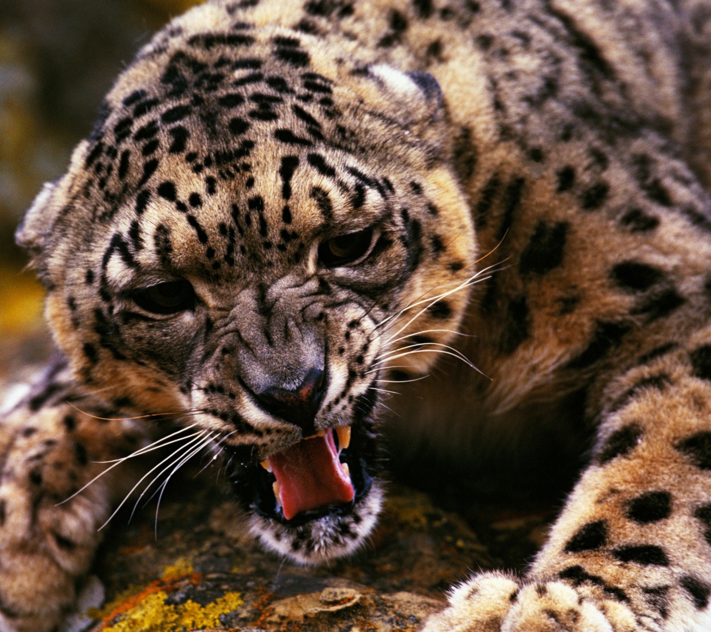 Angry Snow Leopard