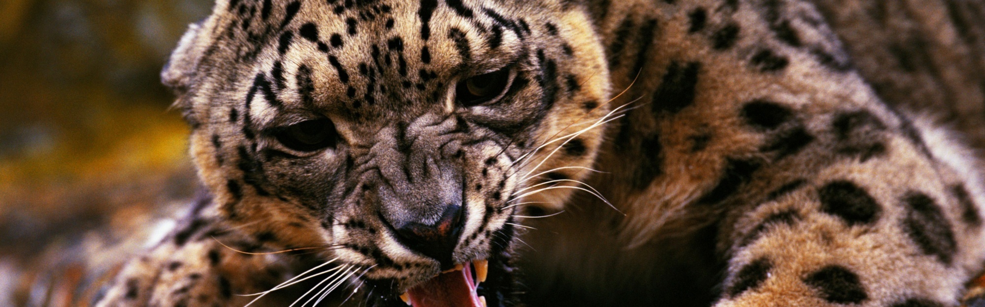 Angry Snow Leopard