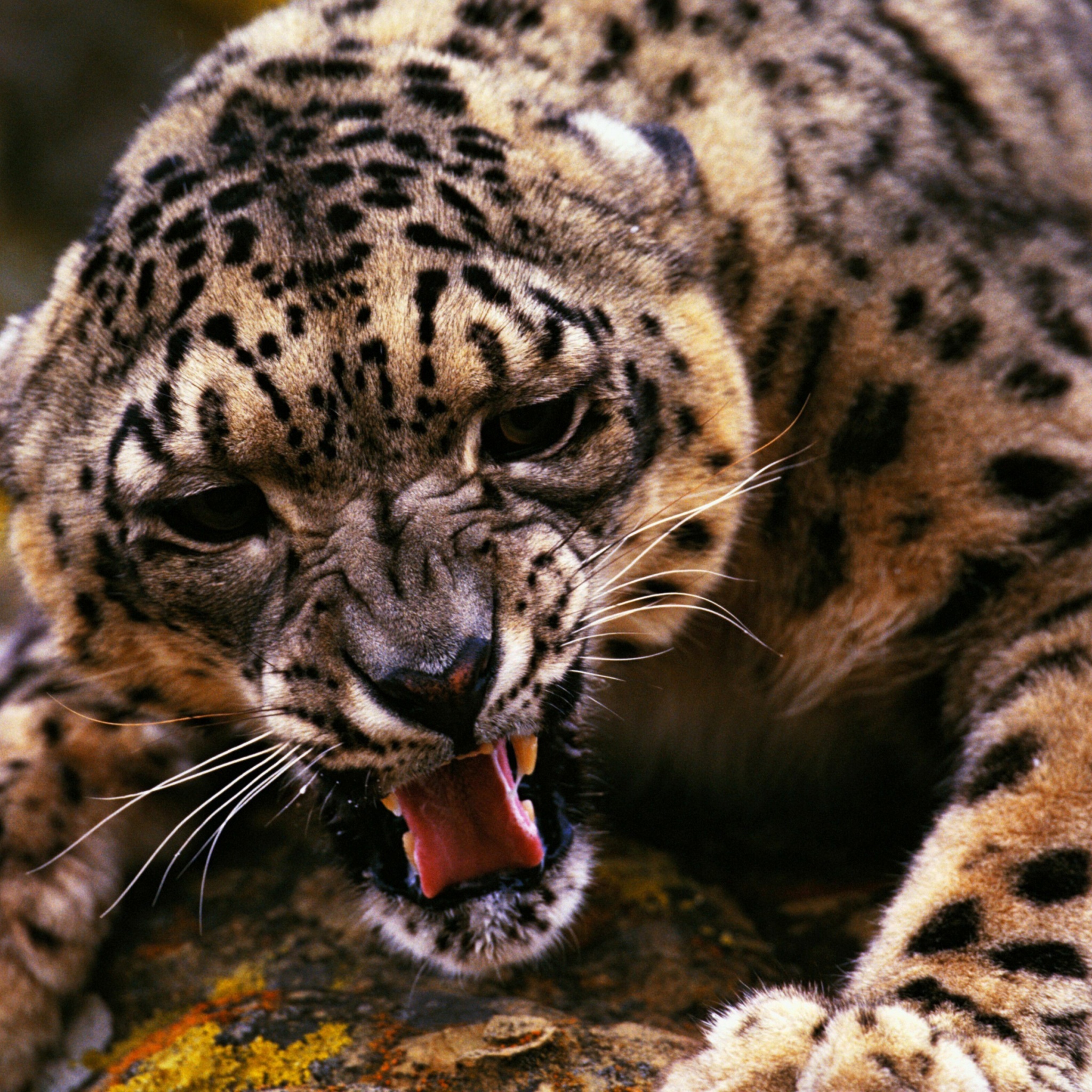 Angry Snow Leopard