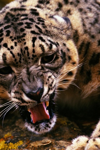 Angry Snow Leopard