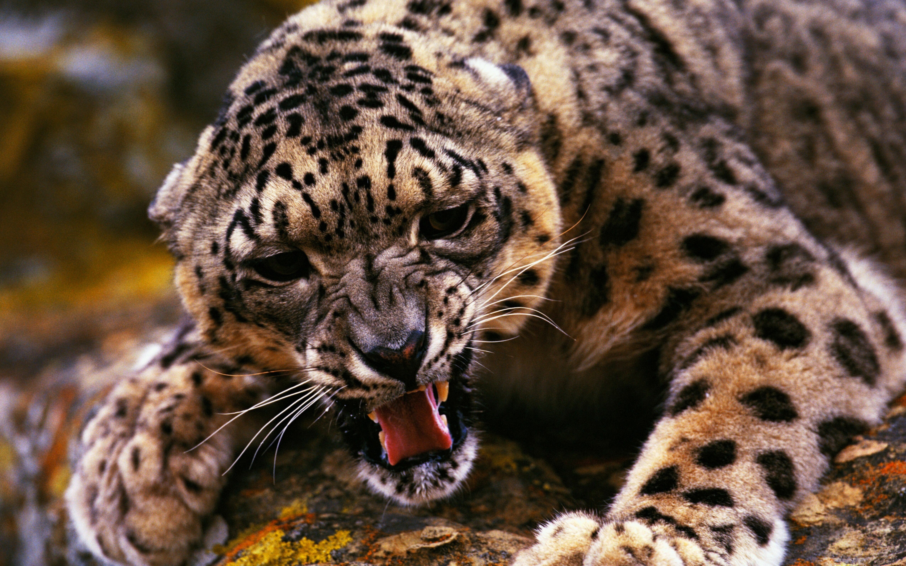 Angry Snow Leopard