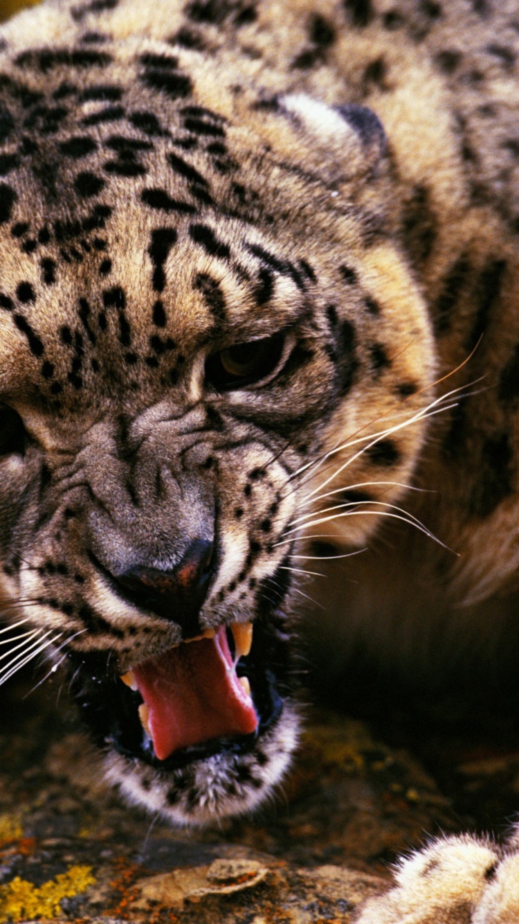 Angry Snow Leopard