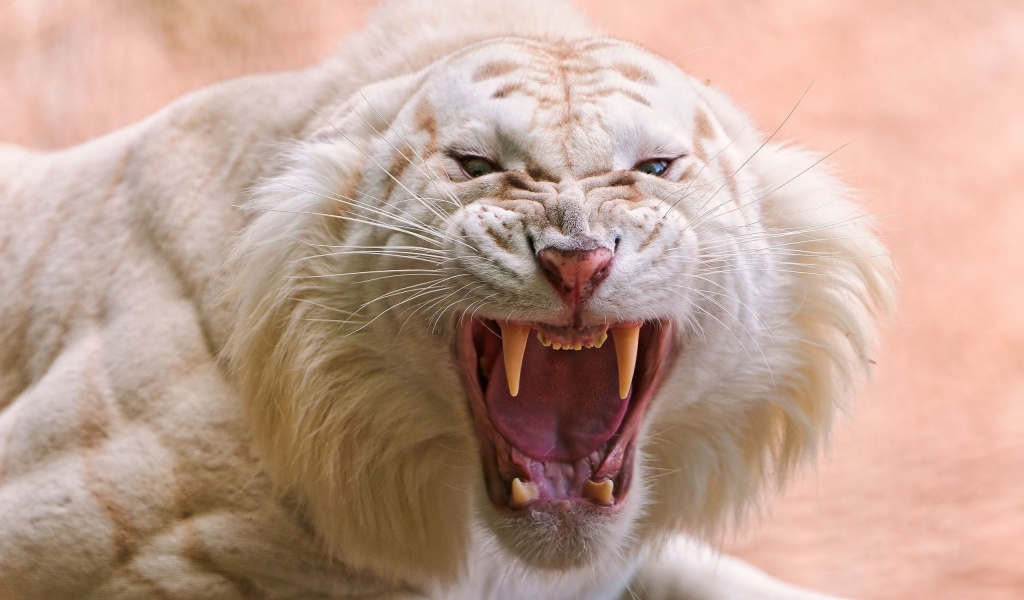 Angry White Tiger