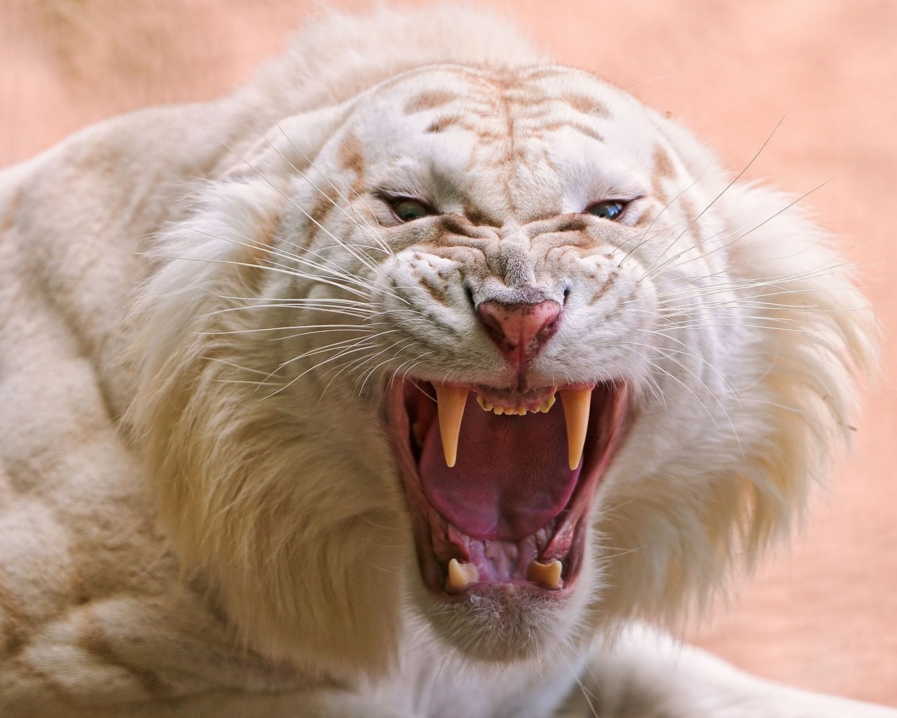 Angry White Tiger