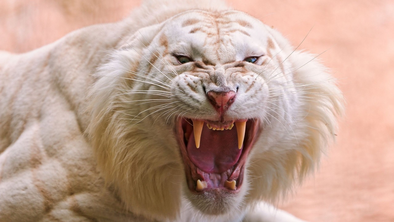 Angry White Tiger