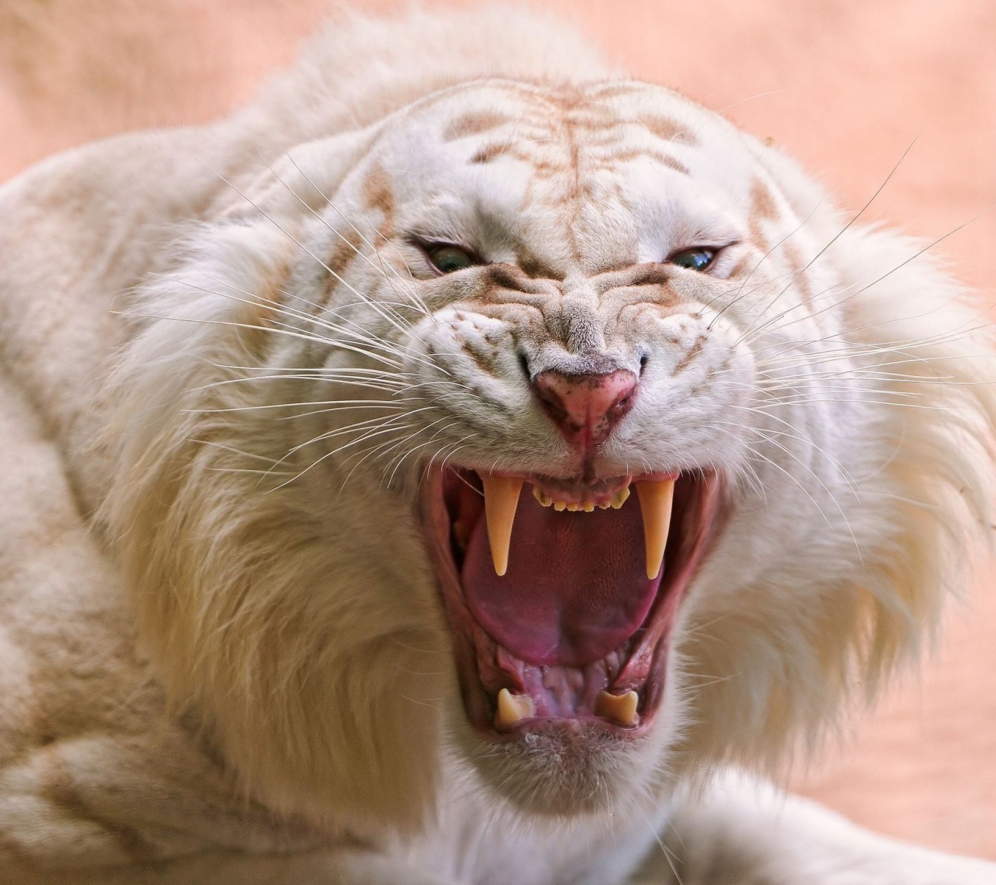 Angry White Tiger