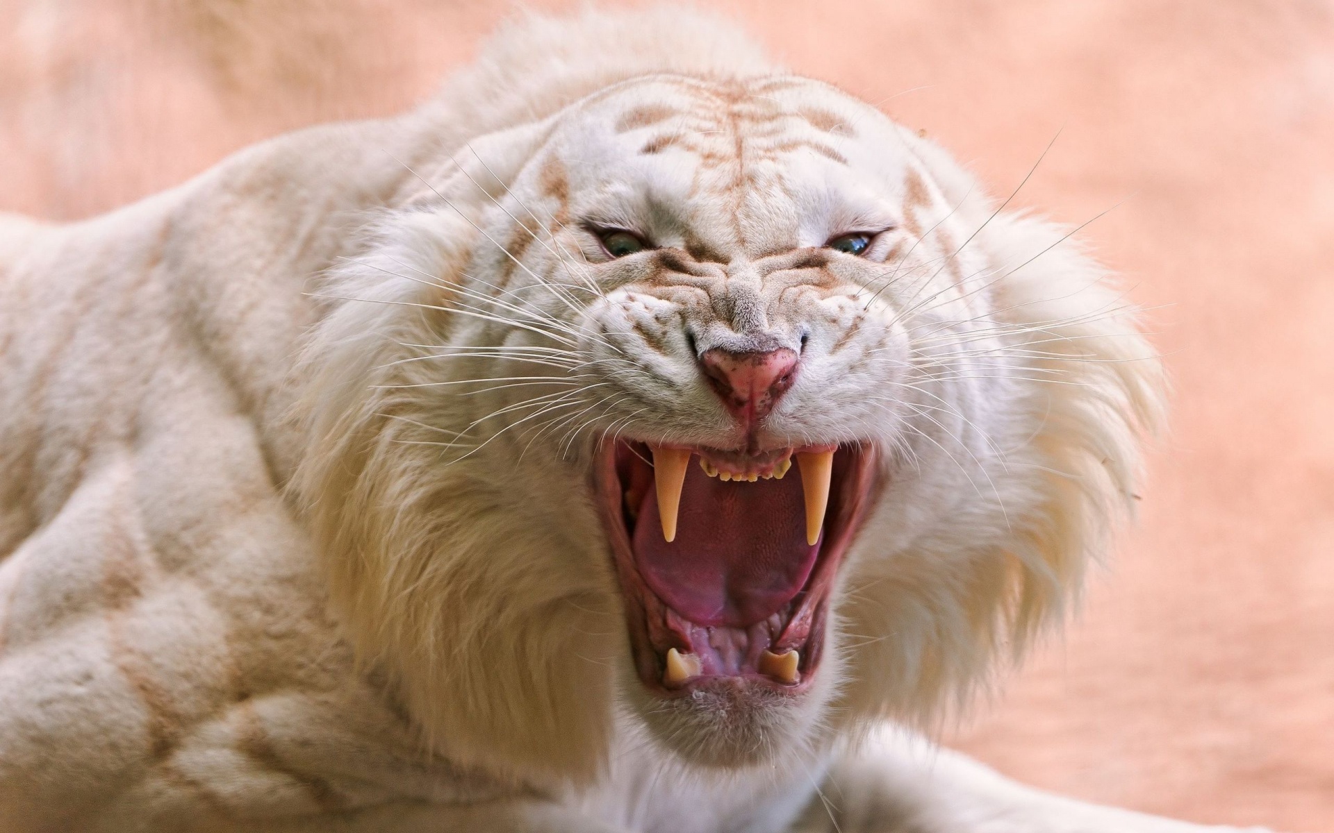 Angry White Tiger