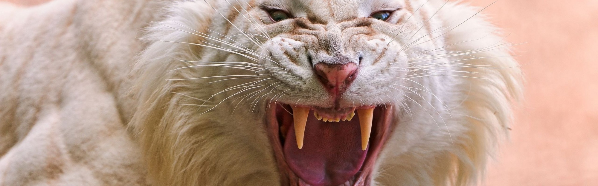 Angry White Tiger