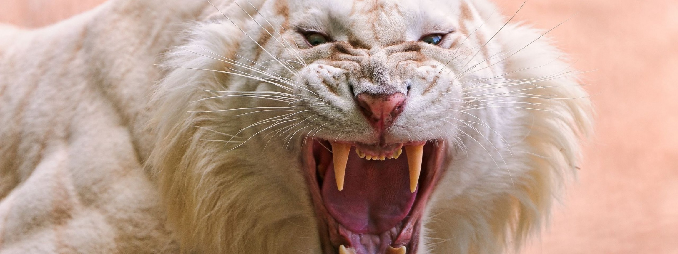 Angry White Tiger