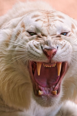 Angry White Tiger