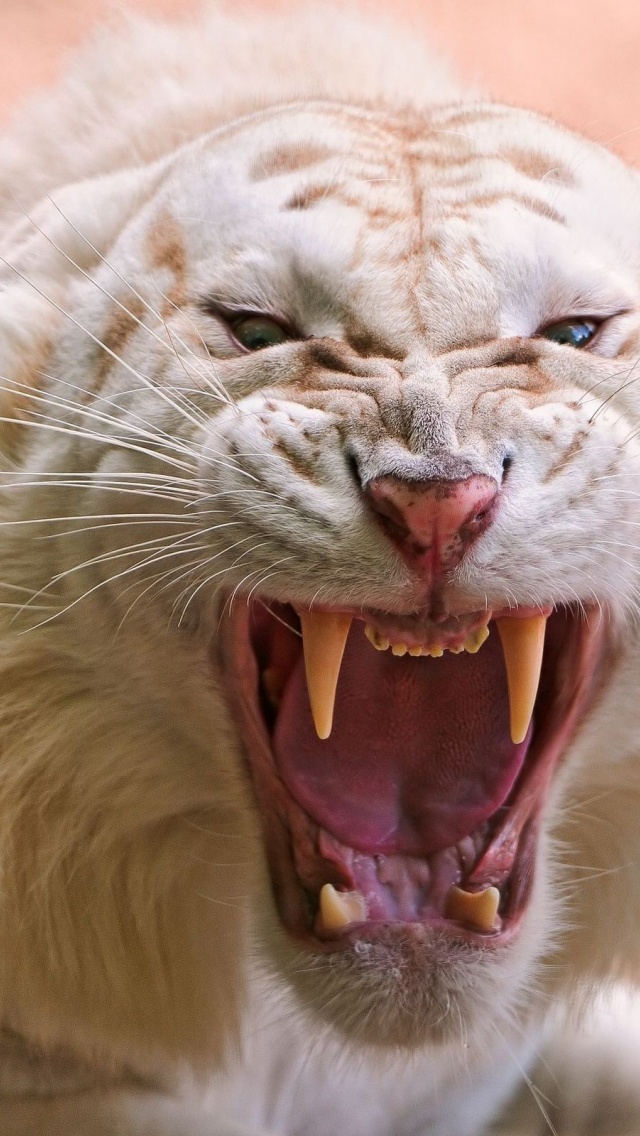 Angry White Tiger