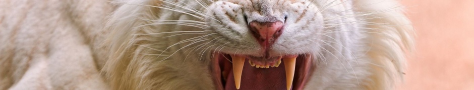 Angry White Tiger