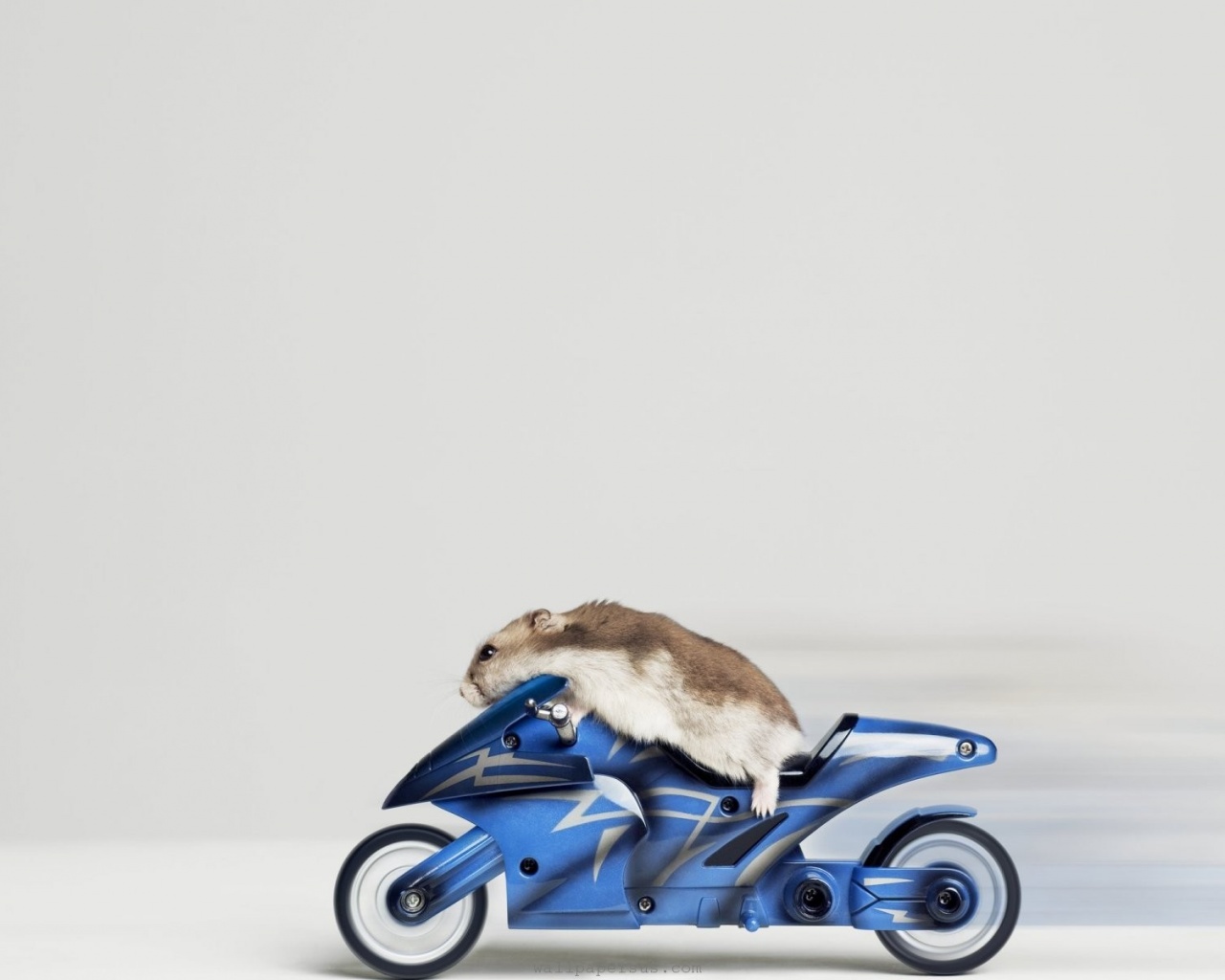 Animal Mouse Motorbikes Riding Hammster