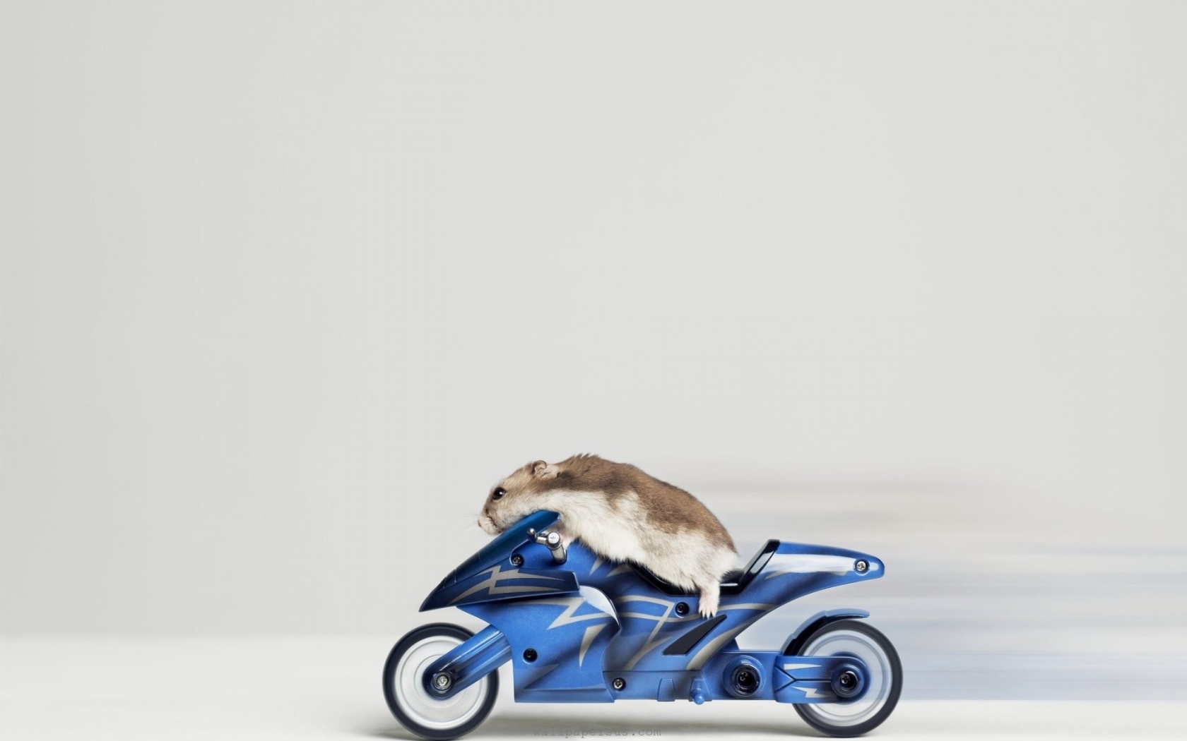 Animal Mouse Motorbikes Riding Hammster