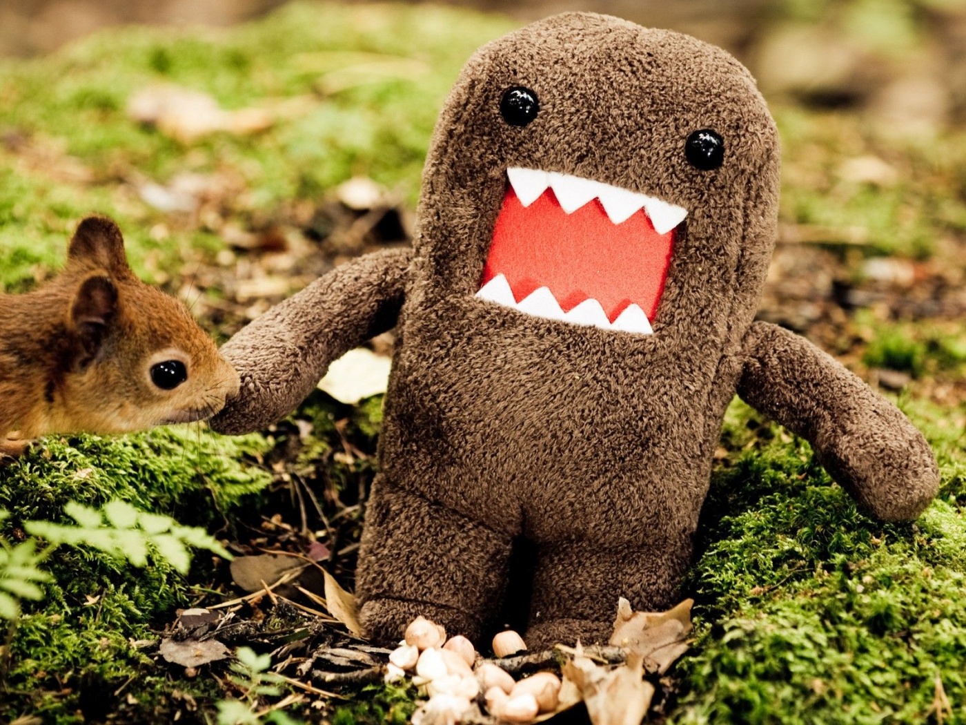 Animals Domo Funny