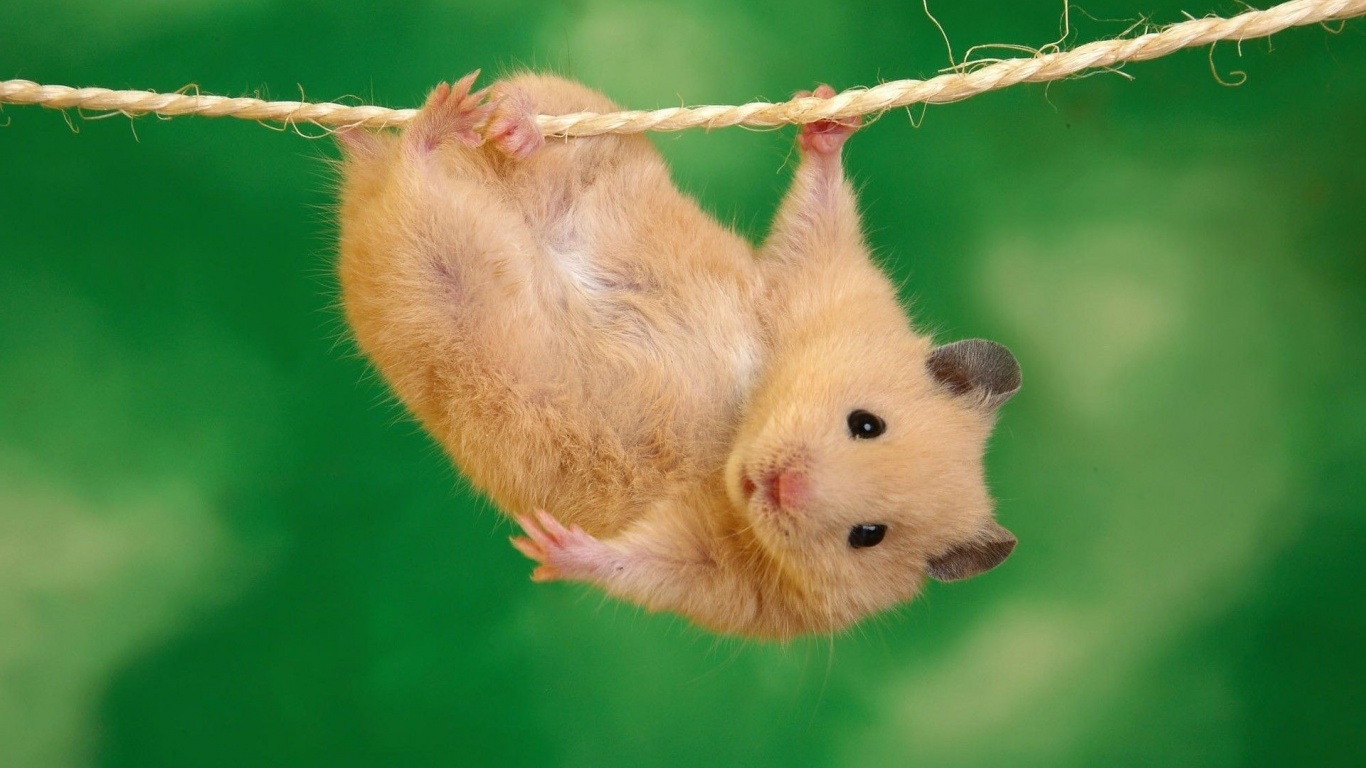 Animals Funny Hamsters Ropes